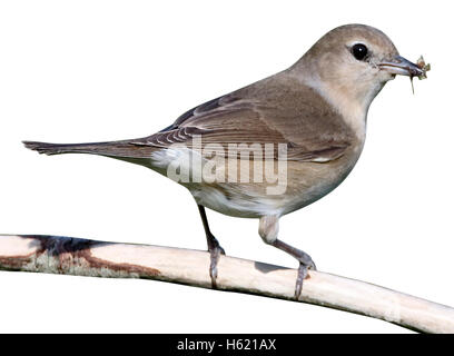 Garten-Grasmücke, Sylvia borin, einzelne Vogel auf Barsch, Warwickshire, Mai 2015 Stockfoto