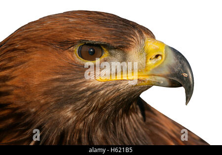 Goldener Adler, Aquila Chrysaetos, einziger Vogelkopf geschossen Stockfoto