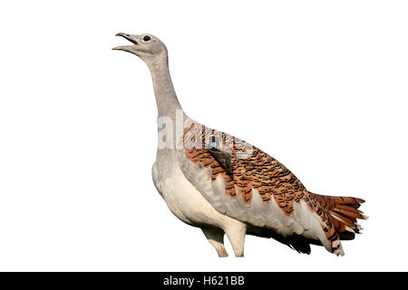 Großtrappe, Otis Tarda, Vogel, Wiltshire, Oktober 2015 Stockfoto