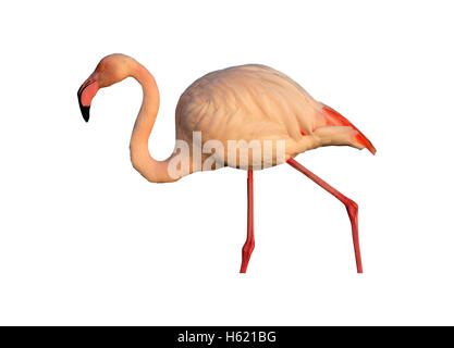 Größere Flamingo, Phoenicopterus Ruber, einziger Vogel im Wasser, Frankreich Stockfoto