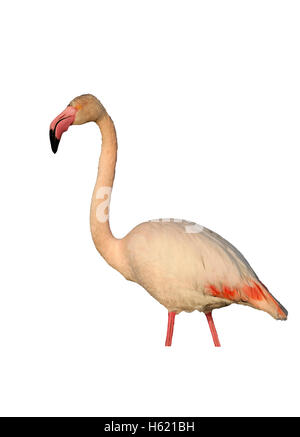 Größere Flamingo, Phoenicopterus Ruber, einziger Vogel im Wasser, Frankreich Stockfoto