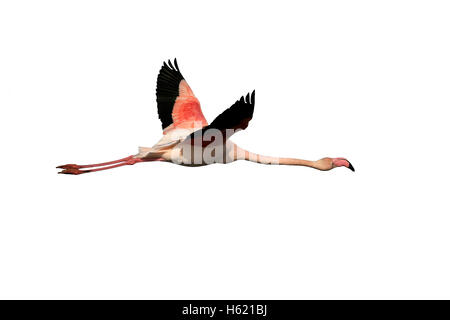 Größere Flamingo, Phoenicopterus Ruber, einziger Vogel im Flug, Frankreich Stockfoto