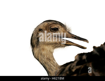 Größere Rhea, Rhea Americana, einziger Vogelkopf geschossen, Brasilien Stockfoto