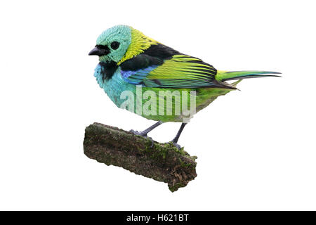 Unter der Leitung von Green Tananger, Tangara Seledon, einziger Vogel auf Zweig, Brasilien Stockfoto
