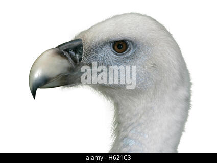 Gänsegeier, abgeschottet Fulvus, Schuss in den Kopf des einzigen Vogel, Spanien Stockfoto