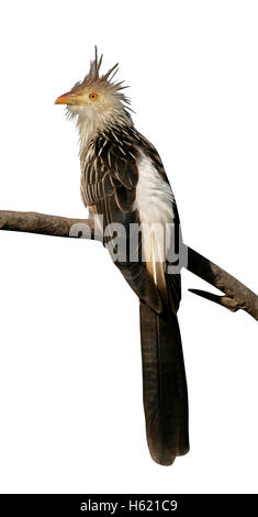 Guira Kuckuck, Guira Guira, einziger Vogel auf Zweig, Brasilien Stockfoto