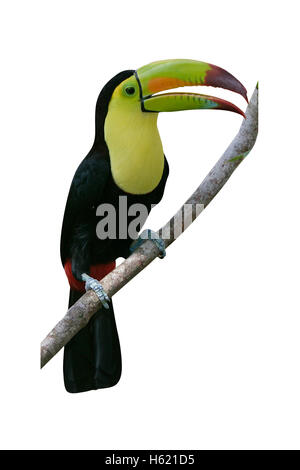 Kiel-billed Tukan, Ramphastos Sulfuratus, einziger Vogel auf Zweig, Belize Stockfoto