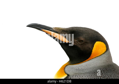 König Pinguin, Aptenodytes Patagonicus, Schuss in den Kopf, Falkland Stockfoto