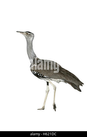 Kori Bustard Ardeotis Kori, einzelne Vogel auf Groud, Tansania Stockfoto