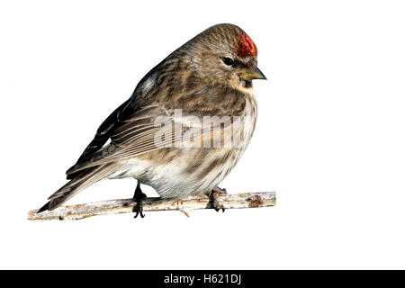 Geringerem Redpoll, Zuchtjahr Kabarett, einzelnes Männchen auf Zweig, Coll, Hebriden, Schottland Stockfoto