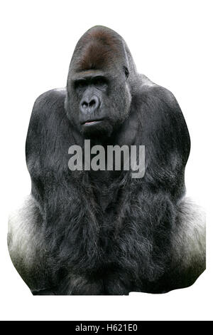 Westlicher Flachlandgorilla, Gorilla Gorilla, einziges Säugetier auf Rasen Stockfoto