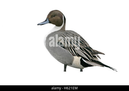 Nördlichen Pintail, Anas Acuta, einzelnes Männchen auf dem Eis, Japan Stockfoto