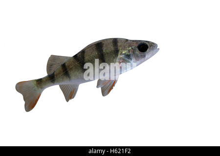 Barsch, Percha Fluviatilis, einzelne Fisch im Wasser Stockfoto