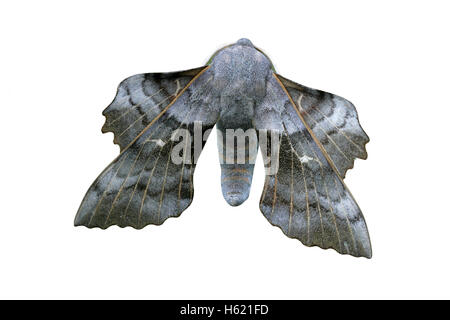 Pappel-Hawk-Moth, Laothoe Populi, einzelne Insekt auf Barsch Stockfoto