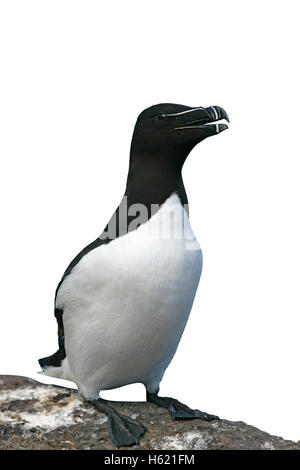 Tordalk, Alca Torda, einziger Vogel auf Felsen, UK Stockfoto