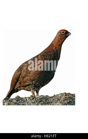 Moorschneehuhn Lagopus Lagopus, einzelnes Männchen, Yorkshire, Großbritannien Stockfoto