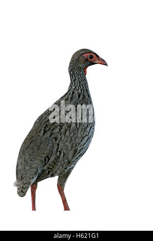 Red-necked Francolin, Pternistis Afer, einziger Vogel am Boden, Tansania Stockfoto