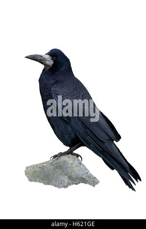 Rook, Corvus Frugilegus, einziger Vogel auf Felsen, Schottland, Gloucestershire Stockfoto