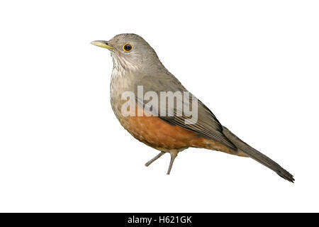 Rufous-bellied Soor, Turdus Rufiventris, einziger Vogel auf Zweig, Brasilien Stockfoto