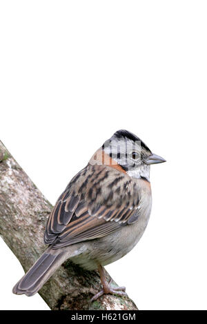 Rufous-Kragen Spatz, Zonotrichia Capensis, einziger Vogel auf Barsch, Brasilien Stockfoto