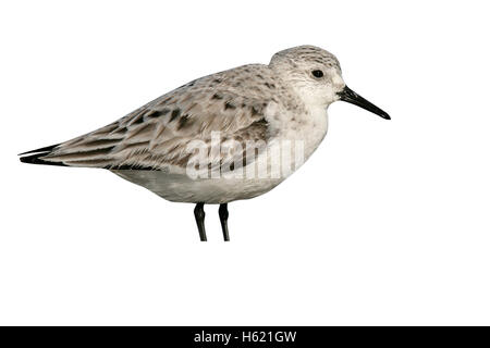 Sanderling, Calidris Alba, einziger Vogel durch Wasser, UK Stockfoto