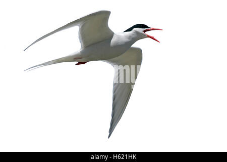 Südamerikanische Tern, Sterna Hirundinacea, einziger Vogel im Flug, Falkland Stockfoto