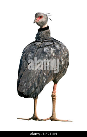 Südlichen Screamer, Chauna Torquata, einziger Vogel durch Wasser, Brasilien Stockfoto