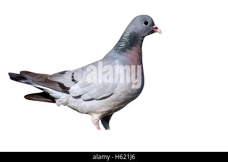 Hohltaube Columba Oenas, einziger Vogel durch Wasser, Warwickshire, Juli 2013 Stockfoto