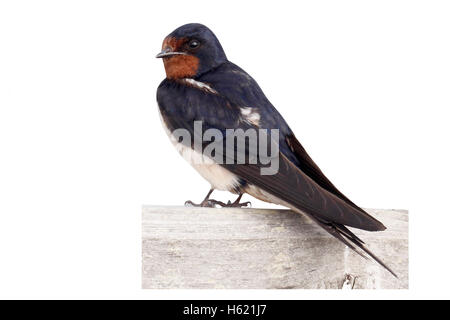 Schwalbe, Hirundo Rustica, einziger Vogel auf Zaun, Warwickshire, August 2013 Stockfoto