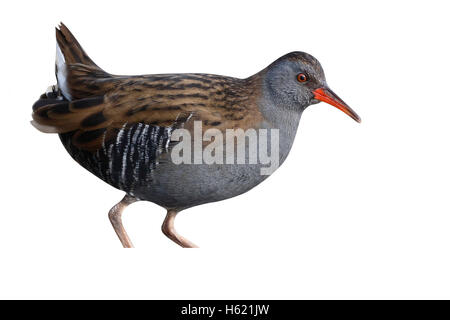 Wasser-Schiene, Rallus aquaticus Stockfoto