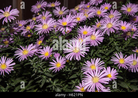 Violetten Astern Blumen mit Blättern Stockfoto