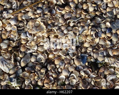 Muscheln, wie an einem Strand angespült Stockfoto