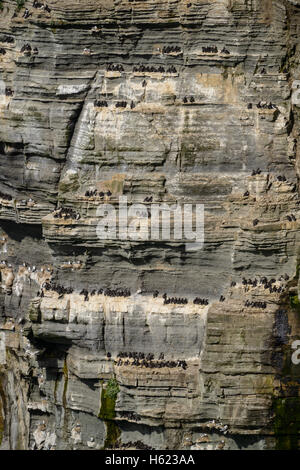 Gemeinsamen Guillemot (Uria Aalge) und Dreizehenmöwen (Rissa Tridactyla) nisten auf steilen Klippen, Marwick Head (RSPB) Stockfoto