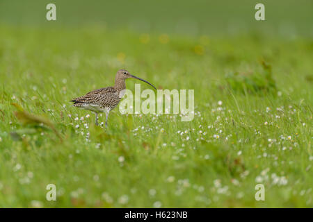 Eurasische Brachvogel (Numenius Arquata) auf Futtersuche auf Ackerland, Orkney Festland, Schottland. Stockfoto