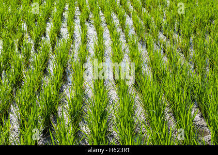 Reisanbau in ein Reisfeld in Ubud in Bali, Indonesien. Stockfoto