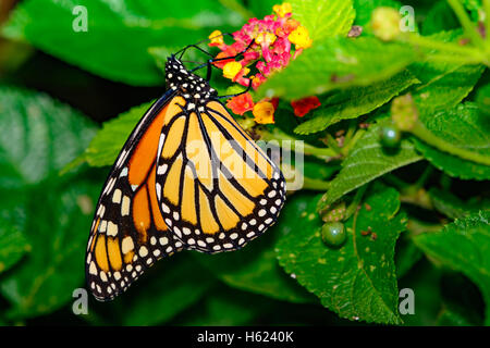 Monarchfalter (Danaus Plexippus) auf Lantana Blüten mit grünen Follage und Beeren. Stockfoto