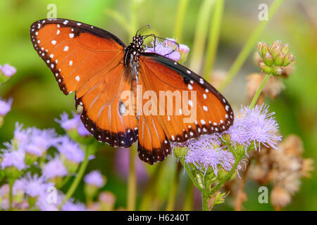 Königin-Schmetterling (Danaus Gilippus) auf kleine Blume Stockfoto