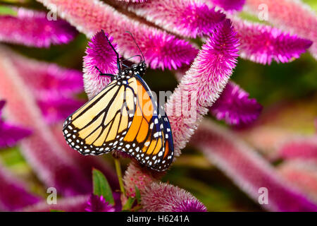 Monarch (Danaus Plexippus) auf leuchtend rosa Blüten Stockfoto
