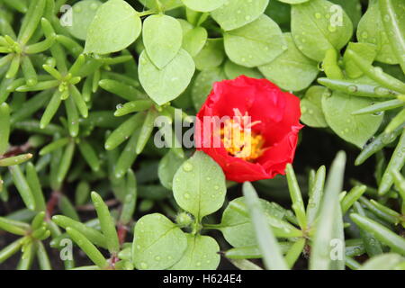 PORTULACA Blumen im Garten 20532 Stockfoto