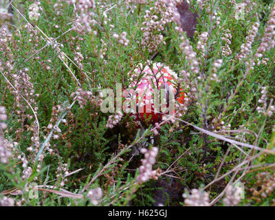 Fliegenpilz zwischen gemeinsamen heather Stockfoto