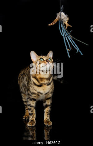 Wunderschöne Bengal-Katze Stockfoto