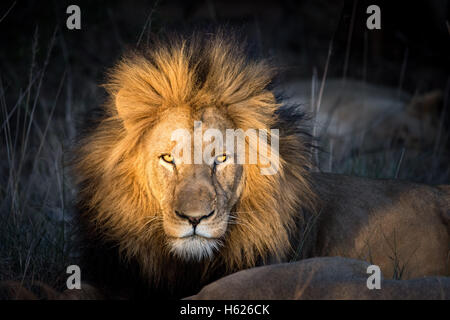 Schöne Tier. Löwe schaut direkt in die Kamera. Stockfoto