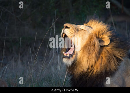 Löwen Gähnen, große Zähne. Stockfoto