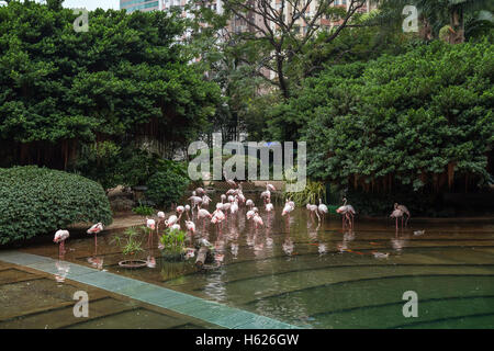 Flamingos an einem Teich im Kowloon Park in Tsim Sha Tsui, Kowloon, Hong Kong, China. Stockfoto