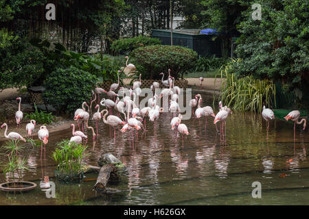 Flamingos an einem Teich im Kowloon Park in Tsim Sha Tsui, Kowloon, Hong Kong, China. Stockfoto