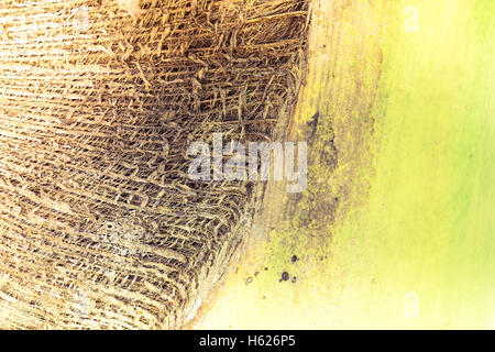 Abstrakte tropischer Palmen Baum Textur Hintergrund Stockfoto