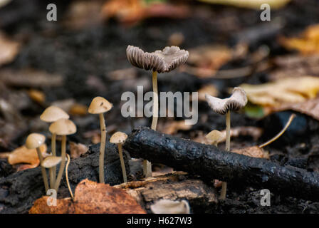 Giftige Pilze im Wald Stockfoto
