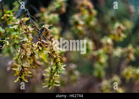 Geflügelte Ahorn Samen am Baum Stockfoto