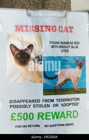 Plakat für eine verlorene, fehlende oder möglicherweise gestohlene Ahnentafel Siamkatze/Haustier, das eine finanzielle Belohnung für eine sichere Rückkehr bietet. Die angezeigten Telefonnummern wurden digital geändert. GROSSBRITANNIEN Stockfoto