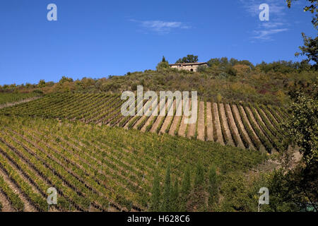 Chianti Classico Weinberge, Selvole, Provinz Siena, Toskana, Italien Stockfoto